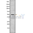 Western blot analysis of EVL using HeLa whole cell lysates