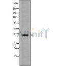 Western blot analysis of TYMS using COS7 whole cell lysates