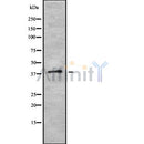Western blot analysis of PON3 using LOVO whole cell lysates