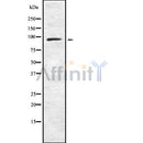 Western blot analysis of PLK4 using COS7 whole cell lysates