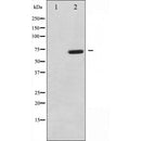 AF3019 staining HepG2 by IF/ICC. The sample were fixed with PFA and permeabilized in 0.1% Triton X-100,then blocked in 10% serum for 45 minutes at 25¡ãC. The primary antibody was diluted at 1/200 and incubated with the sample for 1 hour at 37¡ãC. An  Alexa Fluor 594 conjugated goat anti-rabbit IgG (H+L) Ab, diluted at 1/600, was used as the secondary antibod