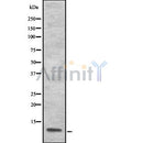 Western blot analysis S100A13 using 293 whole cell lysates