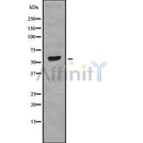 Western blot analysis of CDT1 using LOVO whole cell lysates