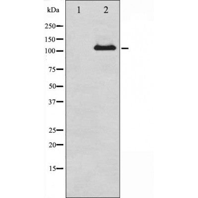 AF3022 staining K562 by IF/ICC. The sample were fixed with PFA and permeabilized in 0.1% Triton X-100,then blocked in 10% serum for 45 minutes at 25¡ãC. The primary antibody was diluted at 1/200 and incubated with the sample for 1 hour at 37¡ãC. An  Alexa Fluor 594 conjugated goat anti-rabbit IgG (H+L) Ab, diluted at 1/600, was used as the secondary antibod