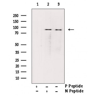 AF3066 staining HeLa by IF/ICC. The sample were fixed with PFA and permeabilized in 0.1% Triton X-100,then blocked in 10% serum for 45 minutes at 25¡ãC. The primary antibody was diluted at 1/200 and incubated with the sample for 1 hour at 37¡ãC. An  Alexa Fluor 594 conjugated goat anti-rabbit IgG (H+L) Ab, diluted at 1/600, was used as the secondary antibod