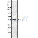 Western blot analysis UCHL5 using HeLa whole cell lysates