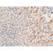 AF3067 staining HeLa by IF/ICC. The sample were fixed with PFA and permeabilized in 0.1% Triton X-100,then blocked in 10% serum for 45 minutes at 25¡ãC. The primary antibody was diluted at 1/200 and incubated with the sample for 1 hour at 37¡ãC. An  Alexa Fluor 594 conjugated goat anti-rabbit IgG (H+L) Ab, diluted at 1/600, was used as the secondary antibod