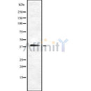 Western blot analysis of extracts from rat brain, mouse brain, using CDK5R2 Antibody.