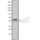 Western blot analysis of ATG3 using LOVO whole cell lysates
