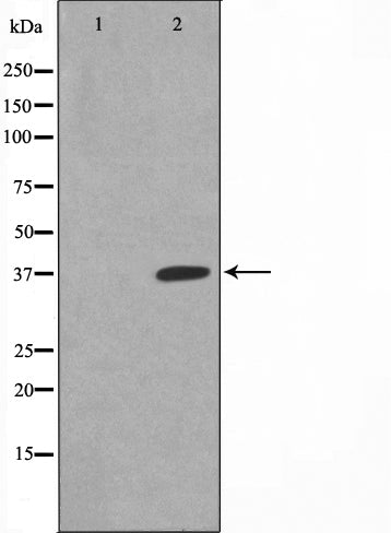 AF2002 staining MCF7 by IF/ICC. The sample were fixed with PFA and permeabilized in 0.1% Triton X-100,then blocked in 10% serum for 45 minutes at 25¡ãC. The primary antibody was diluted at 1/200 and incubated with the sample for 1 hour at 37¡ãC. An  Alexa Fluor 594 conjugated goat anti-rabbit IgG (H+L) Ab, diluted at 1/600, was used as the secondary antibod
