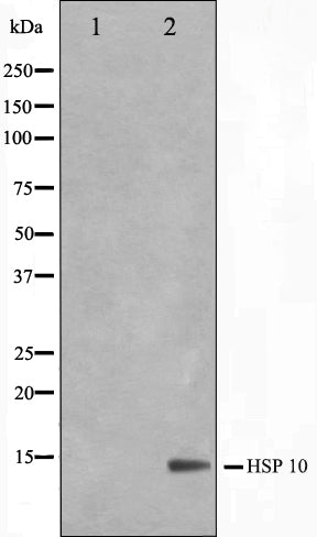 Western blot analysis on NIH-3T3 cell lysate using HSP10 Antibody,The lane on the left is treated with the antigen-specific peptide.