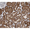 AF0183 at 1/100 staining human kidney tissue sections by IHC-P. The tissue was formaldehyde fixed and a heat mediated antigen retrieval step in citrate buffer was performed. The tissue was then blocked and incubated with the antibody for 1.5 hours at 22¡ãC. An HRP conjugated goat anti-rabbit antibody was used as the secondary