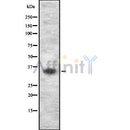 Western blot analysis ING2 using HeLa whole cell lysates