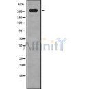 Western blot analysis of TLN2 using COLO205 whole cell lysates