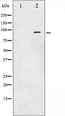AF2004 staining HeLa by IF/ICC. The sample were fixed with PFA and permeabilized in 0.1% Triton X-100,then blocked in 10% serum for 45 minutes at 25¡ãC. The primary antibody was diluted at 1/200 and incubated with the sample for 1 hour at 37¡ãC. An  Alexa Fluor 594 conjugated goat anti-rabbit IgG (H+L) Ab, diluted at 1/600, was used as the secondary antibod