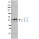 DF8262 staining NIH-3T3  cells by IF/ICC. The sample were fixed with PFA and permeabilized in 0.1% Triton X-100,then blocked in 10% serum for 45 minutes at 25¡ãC. The primary antibody was diluted at 1/200 and incubated with the sample for 1 hour at 37¡ãC. An  Alexa Fluor 594 conjugated goat anti-rabbit IgG (H+L) antibody(Cat.