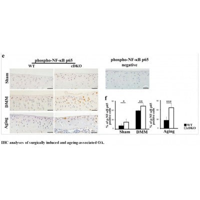 AF2006 staining HeLa by IF/ICC. The sample were fixed with PFA and permeabilized in 0.1% Triton X-100,then blocked in 10% serum for 45 minutes at 25¡ãC. The primary antibody was diluted at 1/200 and incubated with the sample for 1 hour at 37¡ãC. An  Alexa Fluor 594 conjugated goat anti-rabbit IgG (H+L) Ab, diluted at 1/600, was used as the secondary antibod
