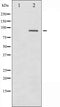AF2008 staining COS7 by IF/ICC. The sample were fixed with PFA and permeabilized in 0.1% Triton X-100,then blocked in 10% serum for 45 minutes at 25¡ãC. The primary antibody was diluted at 1/200 and incubated with the sample for 1 hour at 37¡ãC. An  Alexa Fluor 594 conjugated goat anti-rabbit IgG (H+L) Ab, diluted at 1/600, was used as the secondary antibod