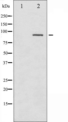 AF2008 staining COS7 by IF/ICC. The sample were fixed with PFA and permeabilized in 0.1% Triton X-100,then blocked in 10% serum for 45 minutes at 25¡ãC. The primary antibody was diluted at 1/200 and incubated with the sample for 1 hour at 37¡ãC. An  Alexa Fluor 594 conjugated goat anti-rabbit IgG (H+L) Ab, diluted at 1/600, was used as the secondary antibod