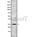 Western blot analysis of MYOG using HeLa whole cell lysates