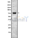 Western blot analysis of ESRP1 using RAW264.7 whole cell lysates