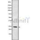 Western blot analysis ORM2 using HT29 whole cell lysates