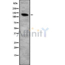 Western blot analysis ITGA2 using HT29 whole cell lysates