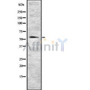 Western blot analysis SERPINA6 using COLO205 whole cell lysates
