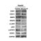 AF2012 staining MCF7 by IF/ICC. The sample were fixed with PFA and permeabilized in 0.1% Triton X-100,then blocked in 10% serum for 45 minutes at 25¡ãC. The primary antibody was diluted at 1/200 and incubated with the sample for 1 hour at 37¡ãC. An  Alexa Fluor 594 conjugated goat anti-rabbit IgG (H+L) Ab, diluted at 1/600, was used as the secondary antibod