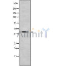 Western blot analysis of CDX4 using HT29 whole cell lysates