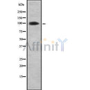 Western blot analysis of KIFAP3 using LOVO whole cell lysates