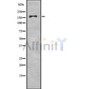 Western blot analysis of BAZ1B using COLO205 whole cell lysates