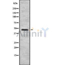 Western blot analysis of HRH2 using HepG2 whole cell lysates
