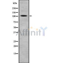 Western blot analysis of extracts from K562, using BACH1 Antibody. The lane on the left was treated with blocking peptide.