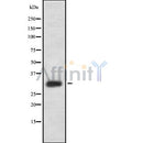 Western blot analysis of extracts from HepG2, using IL33 Antibody.