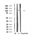 Western blot analysis of HYOU1 using COS7 whole cell lysates