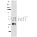 Western blot analysis NOG using HT29 whole cell lysates