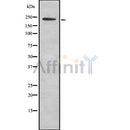 Western blot analysis of MYH11 using LOVO whole cell lysates