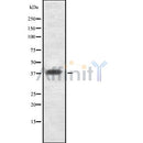 Western blot analysis GDF1 using K562 whole cell lysates