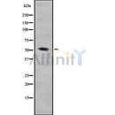 Western blot analysis of MCRS1 using MCF7 whole cell lysates