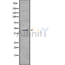 Western blot analysis GDF11 using MCF7 whole cell lysates