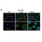 Immunofluorescence analysis of the Hsp60 expression in BEL-7402 cell (Scale bars, 10?m).