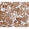 AF0184 at 1/100 staining human kidney tissue sections by IHC-P. The tissue was formaldehyde fixed and a heat mediated antigen retrieval step in citrate buffer was performed. The tissue was then blocked and incubated with the antibody for 1.5 hours at 22¡ãC. An HRP conjugated goat anti-rabbit antibody was used as the secondary