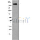 Western blot analysis of CENPE using HepG2 whole cell lysates