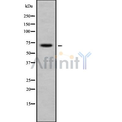 DF8373 staining Hela by IF/ICC. The sample were fixed with PFA and permeabilized in 0.1% Triton X-100,then blocked in 10% serum for 45 minutes at 25¡ãC. The primary antibody was diluted at 1/200 and incubated with the sample for 1 hour at 37¡ãC. An  Alexa Fluor 594 conjugated goat anti-rabbit IgG (H+L) Ab, diluted at 1/600, was used as the secondary antibod