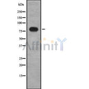 Western blot analysis of LSS using COS7 whole cell lysates