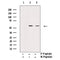 AF3005 staining HeLa by IF/ICC. The sample were fixed with PFA and permeabilized in 0.1% Triton X-100,then blocked in 10% serum for 45 minutes at 25¡ãC. The primary antibody was diluted at 1/200 and incubated with the sample for 1 hour at 37¡ãC. An  Alexa Fluor 594 conjugated goat anti-rabbit IgG (H+L) Ab, diluted at 1/600, was used as the secondary antibod