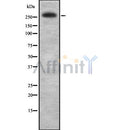 Western blot analysis IGF2R using Jurkat whole cell lysates