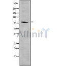 Western blot analysis of PROX1 using LOVO whole cell lysates