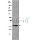 Western blot analysis STC1 using MCF7 whole cell lysates